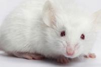 Биологи перепрограммировали клетки не в культуре, а прямо в живой мыши