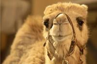 Ближневосточный коронавирус обнаружили в загоне для верблюдов